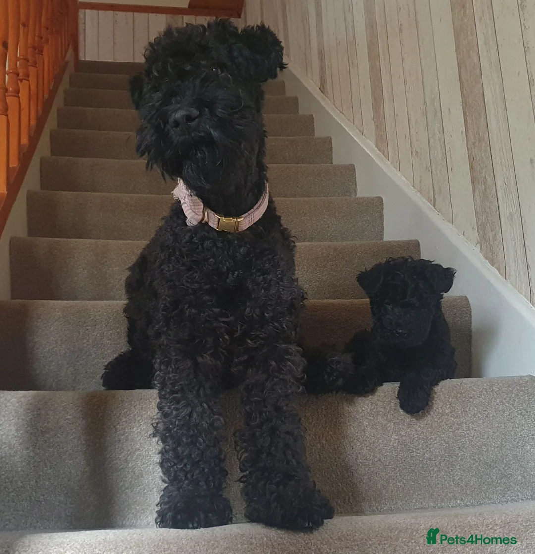 Kerry Blue Terrier dogs for sale: Kc kerry blue terrier puppies - Advert 2