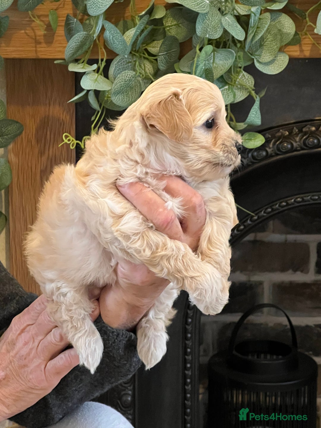 Maltipoo dogs for sale: Maltipoo puppies  - Advert 15