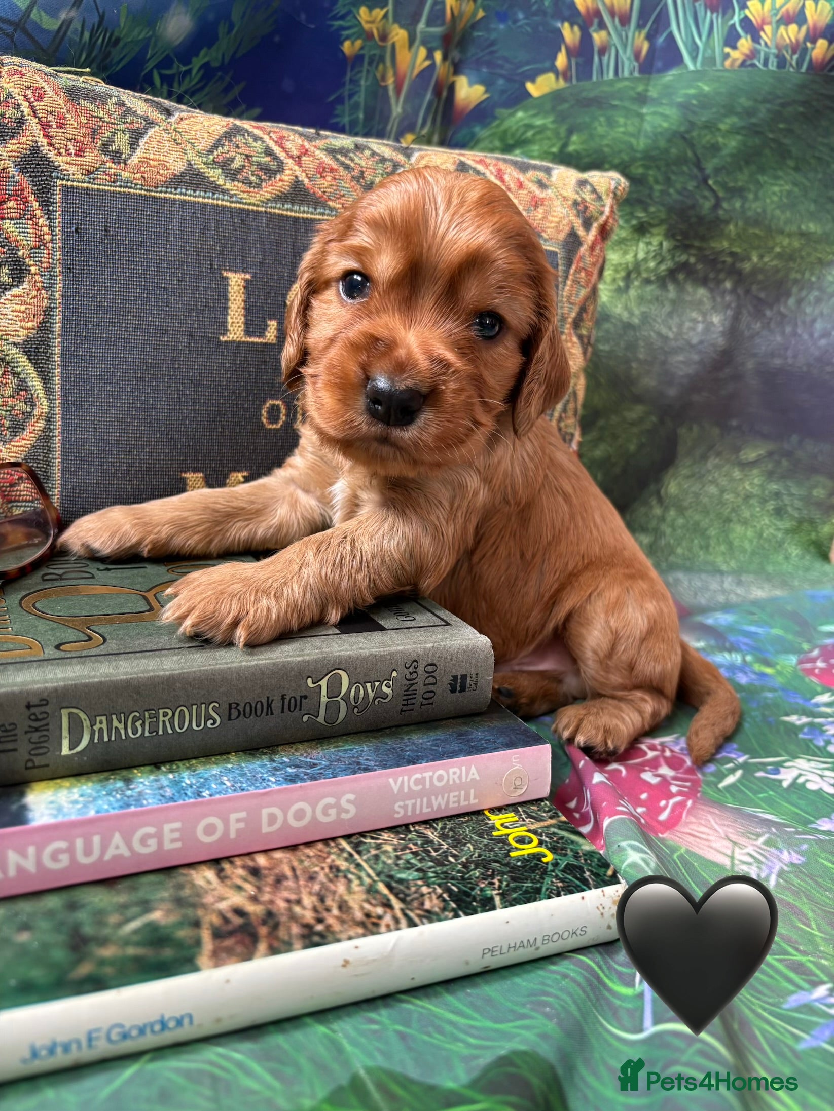 Cocker Spaniel dogs 5* Show cocker spaniels puppies  - Advert 2