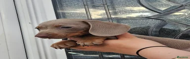 Dachshund Puppy 3