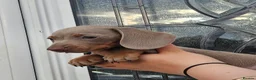 Dachshund dogs for sale: Miniature Dachshund puppy's for sale  - Advert 12