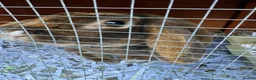 Dwarf Lop rabbits for sale: Plush dwarf lop - Advert 4