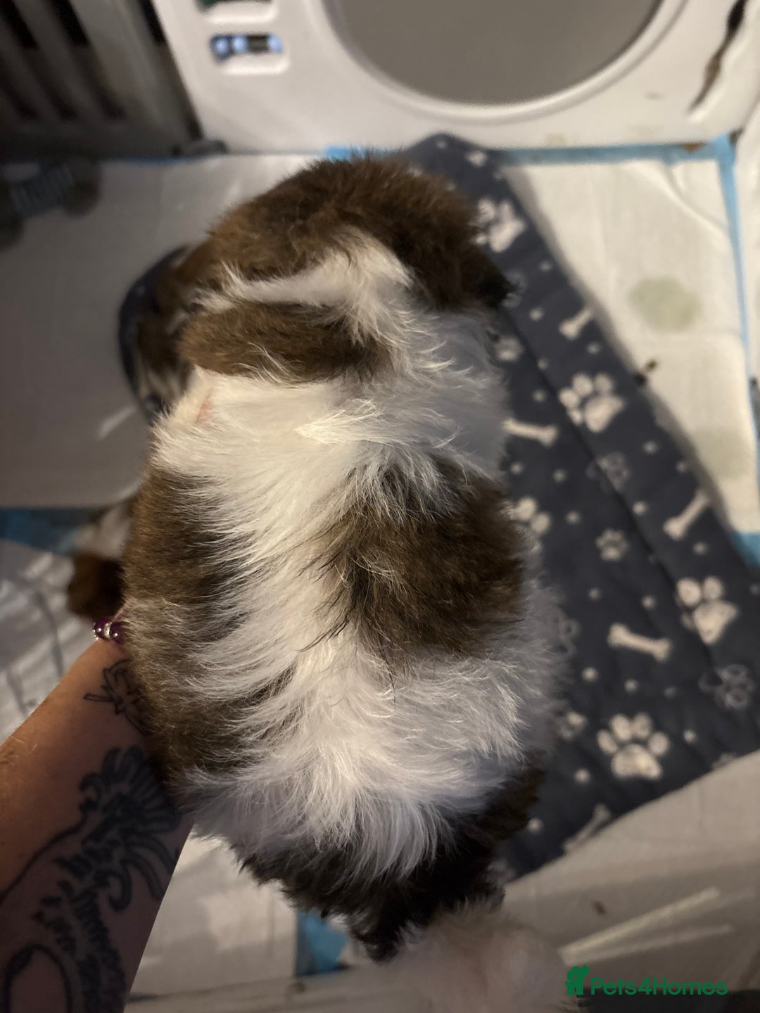 Shih Tzu dogs for sale: Shih tzu  - Image 14