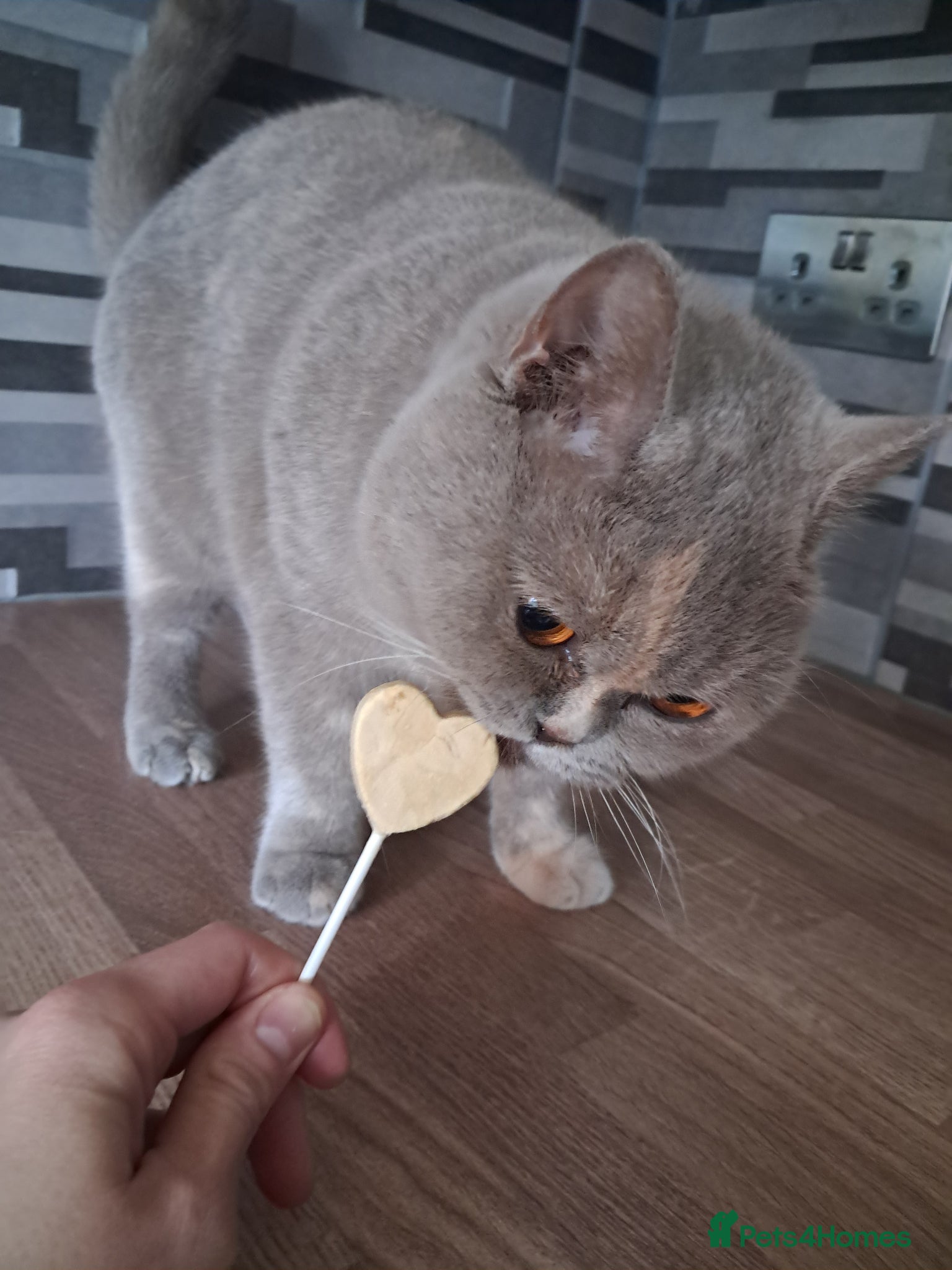 British Shorthair cats Lilac tortie BSH adult female  - Advert 1