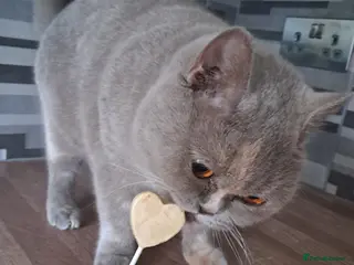 British Shorthair cats Lilac tortie BSH adult female - Advert 1