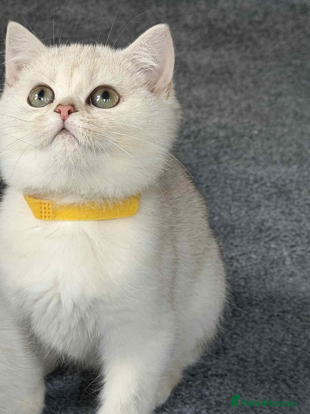 British Shorthair cats for sale: Stunning BSH golden/silver Kittens TICA - Advert 32