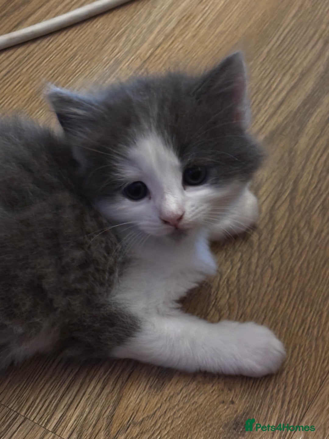 Mixed Breed cats for sale: Beautiful kittens for sale - Advert 11