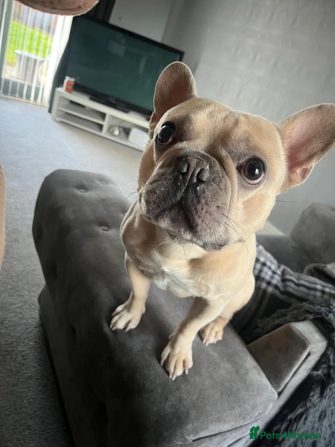 French Bulldog dogs for stud: French bull dog for stud - Advert 12