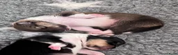 Rough Collie dogs for sale: Clear Non-carriers DM-CEA-MDR1-PRA. 0% inbreeding. - Advert 25