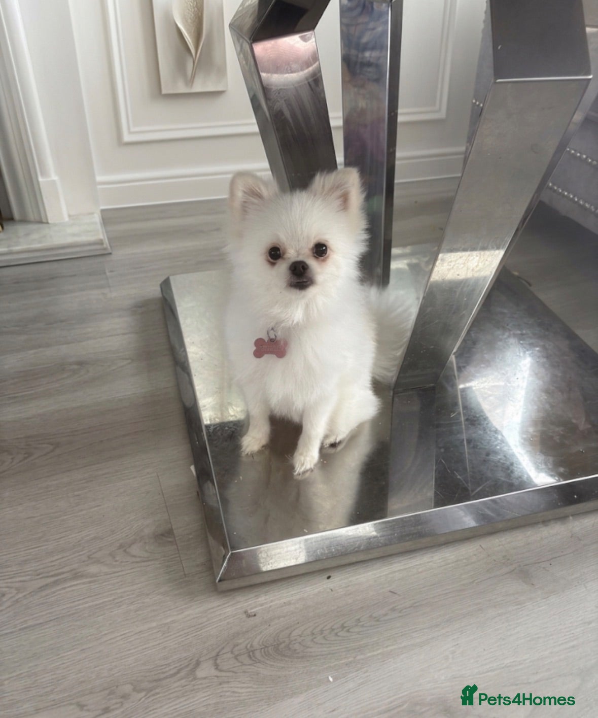 Pomeranian dogs White miniature Pomeranian 12 months old female - Advert 1