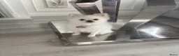 Pomeranian dogs for sale: White miniature Pomeranian 12 months old female - Advert 1
