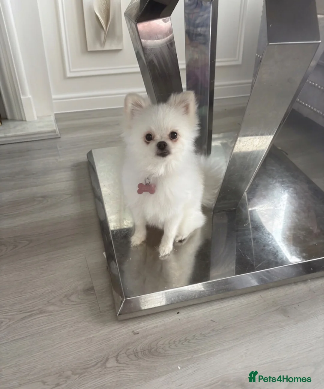 Pomeranian dogs for sale: White miniature Pomeranian 12 months old female - Advert 1