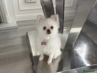Pomeranian dogs White miniature Pomeranian 12 months old female - Advert 3