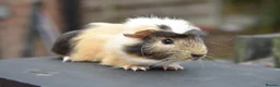 Guinea Pig rodents for sale: Baby Guinea Pigs Looking For New Homes - Advert 14