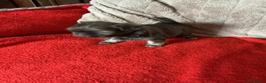 Shih Tzu 3