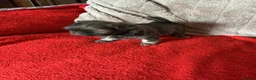 Shih Tzu dogs for sale: Imperial shih tzu - Advert 4