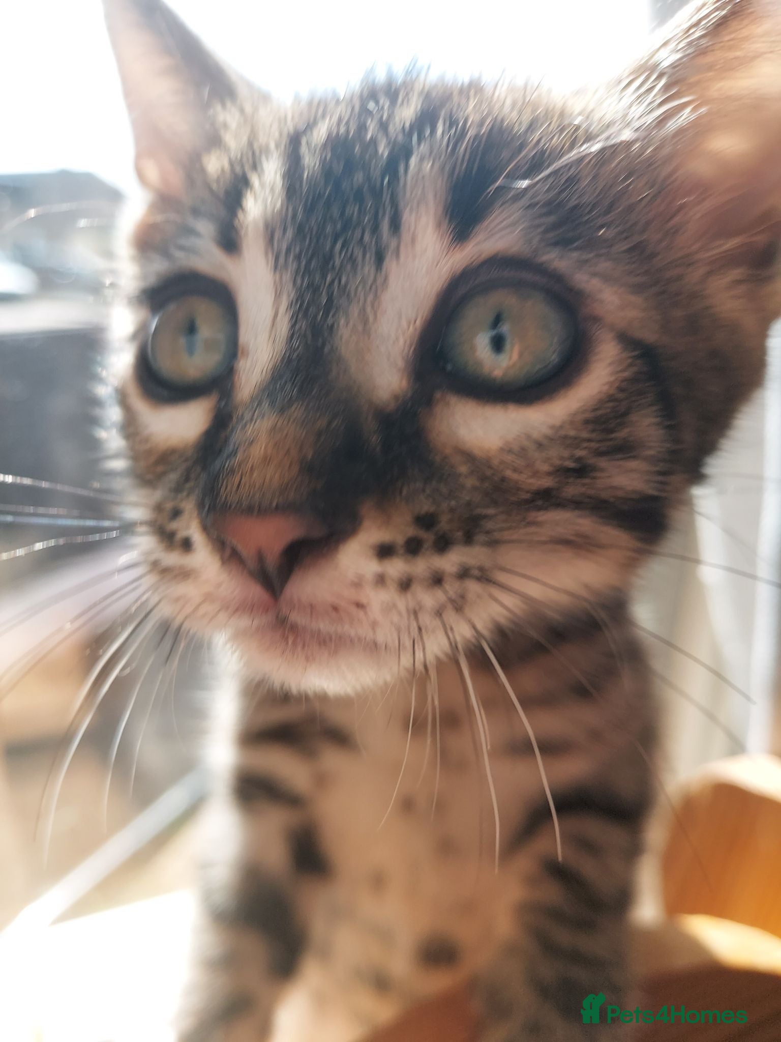Bengal cats Silver Charcoal Bengal Male Kitten 🐾 - Advert 2