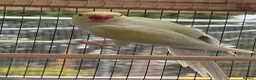 Ringnecks birds for sale: 2 MALES proven breeders mutation ringneck  - Advert 4