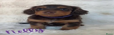 Nelly