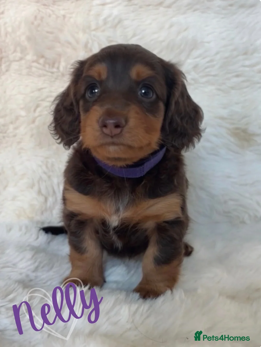 Miniature Dachshund dogs for sale: 🐶🏡KC Registered Long-Haired Mini Dachshunds🏡🐶 - Advert 11