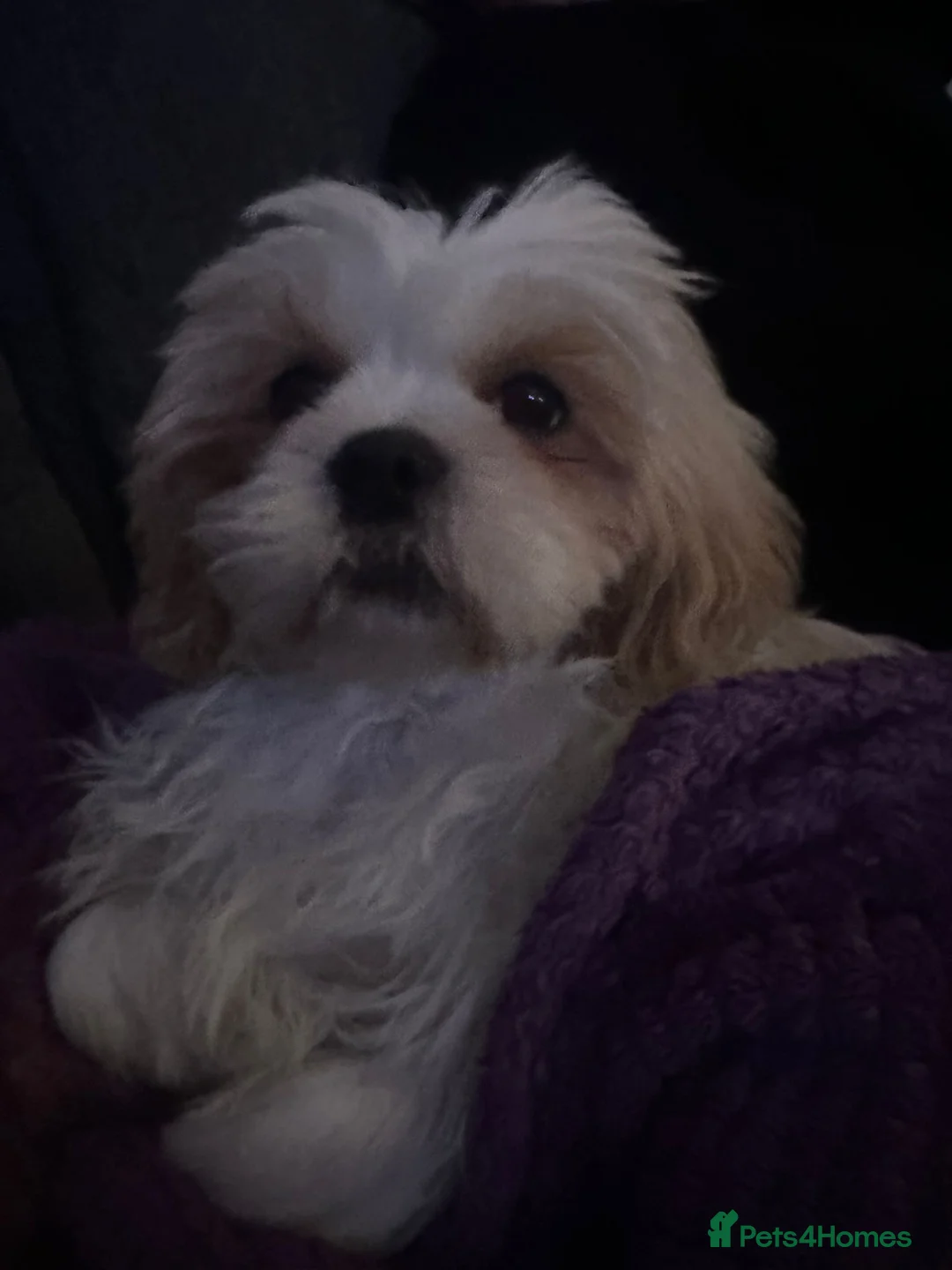 Malshi dogs for sale: Beautiful Malshi needs new home - Advert 5