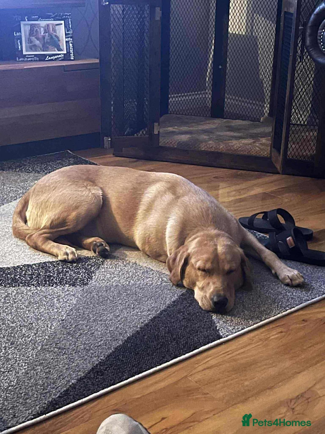 Labrador Retriever dogs for sale: Male Labrador  - Advert 2