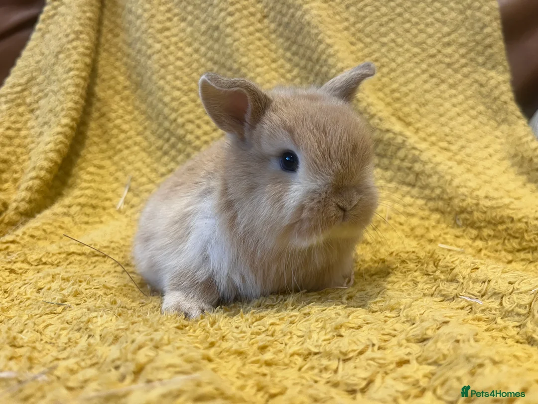 Mini Lop rabbits for sale: Mini lops  and mini double maned lionheads  - Advert 16
