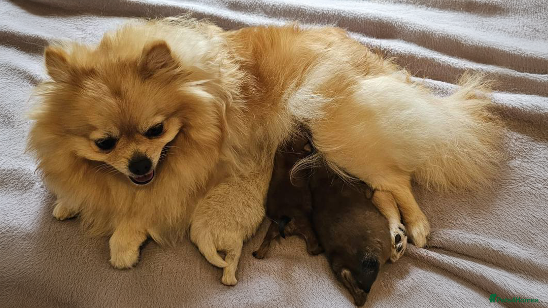 Pomeranian dogs for sale: 3 Beautiful Pomeranian Puppies - Image 6