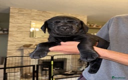 Labrador Retriever dogs for sale: KC Registered Lab pups ready for reserving - Image 14
