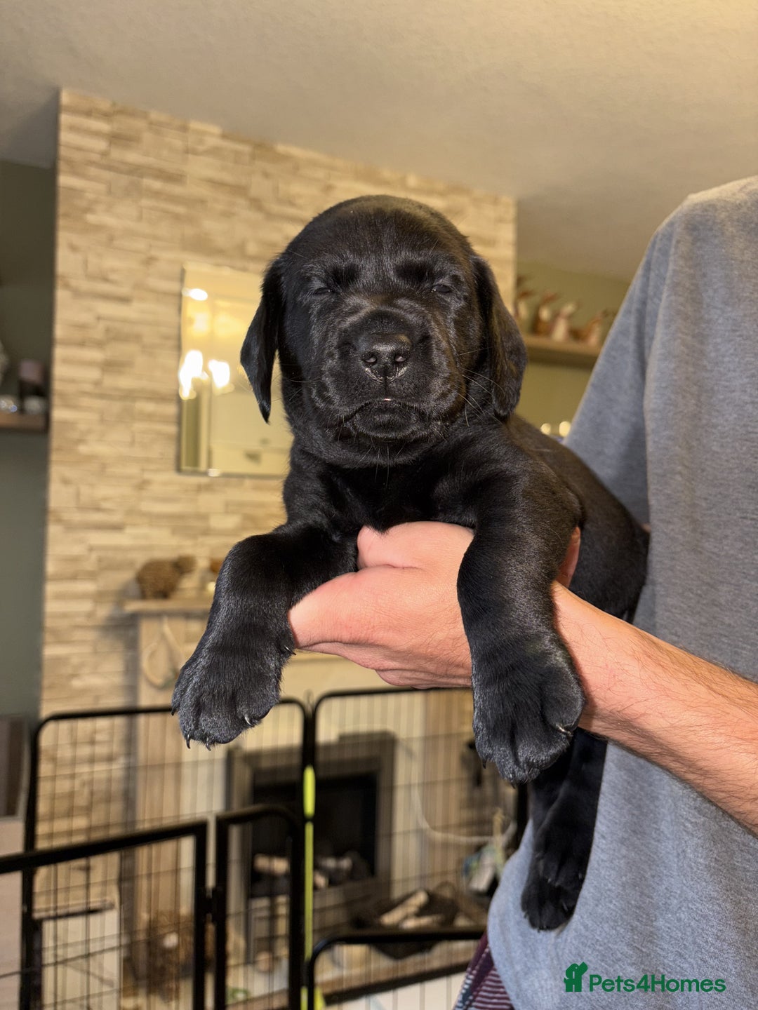 Labrador Retriever dogs for sale: KC Registered Lab pups ready for reserving - Image 14