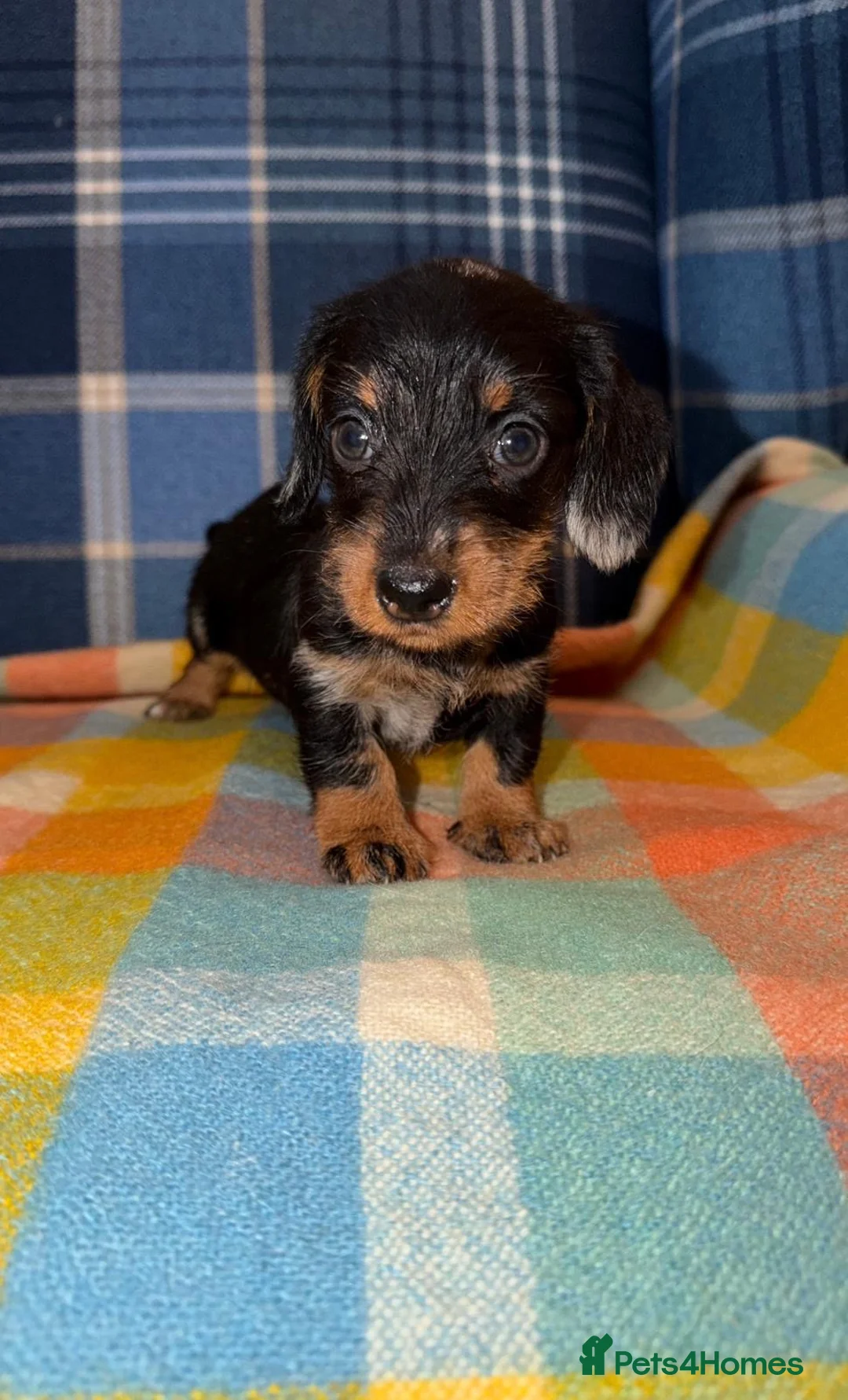 Miniature Dachshund dogs for sale: Two Stunning Mini Wire Haired Dachshund - Advert 2