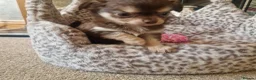 Chihuahua dogs for sale: Long coat Chihuahua puppies  - Advert 5
