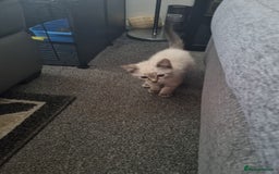 Ragdoll cats for sale: Ragdoll X Bengal - Image 14