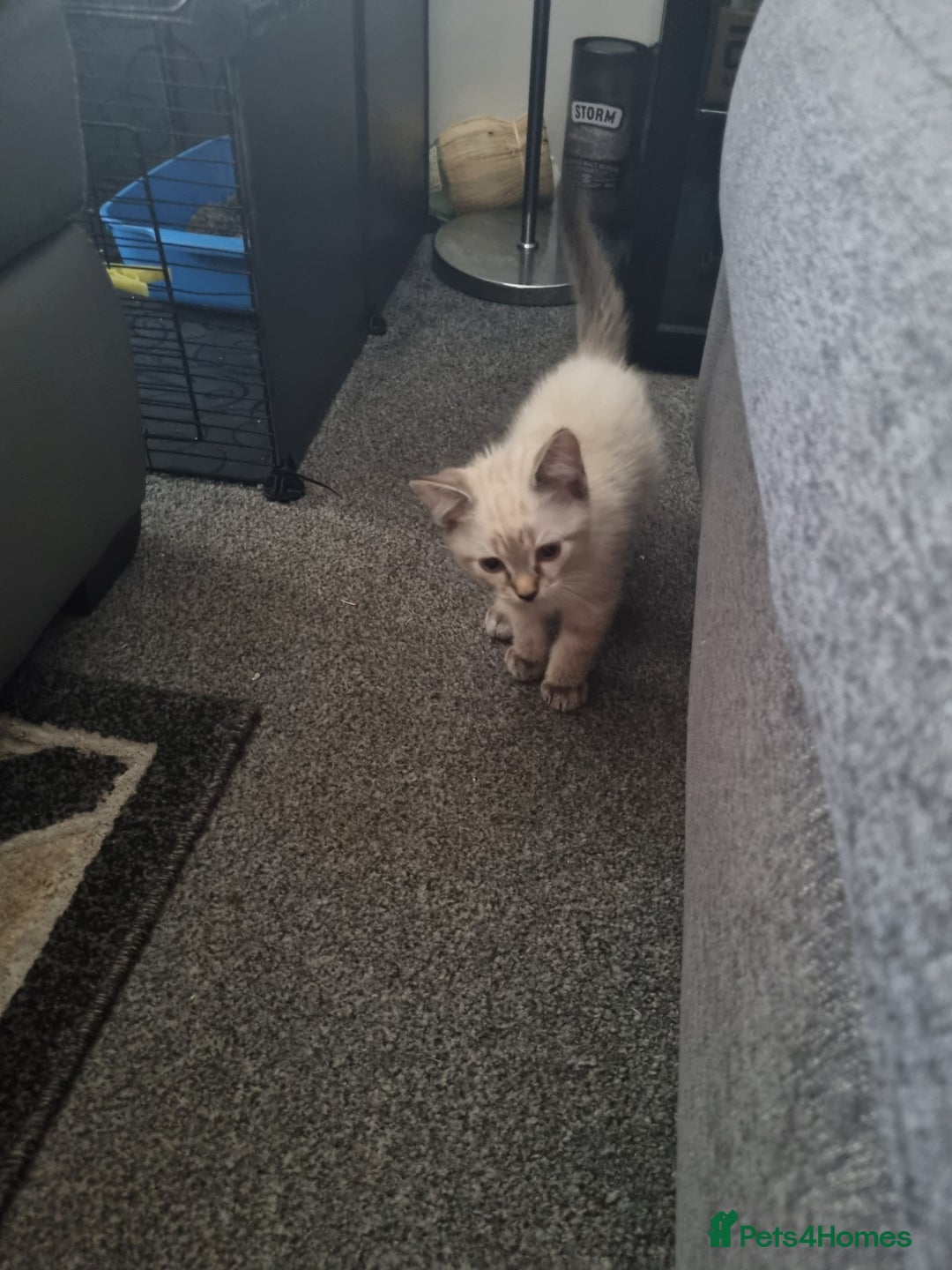 Ragdoll cats for sale: Ragdoll X Bengal - Image 14