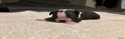 Boston Terrier dogs for sale: Boston Terrier 🐕 Puppy 🐕 KC Registered - Advert 6