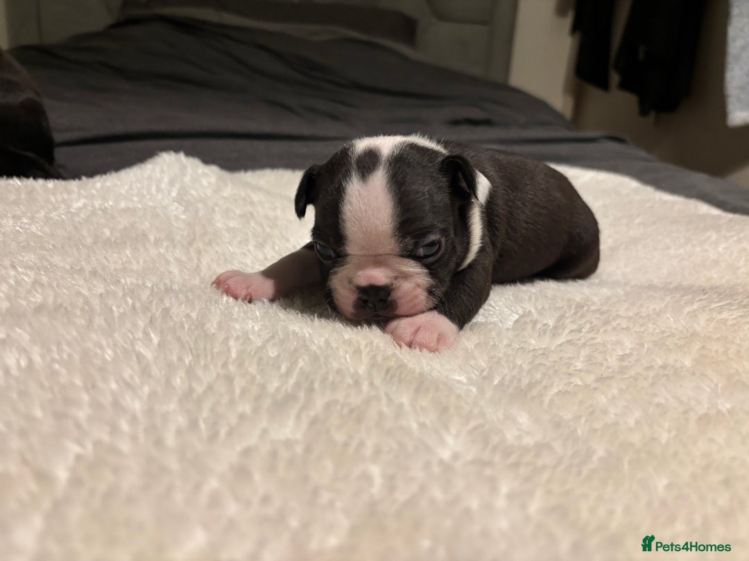 Boston Terrier dogs for sale: Boston Terrier 🐕 Puppy 🐕 KC Registered - Advert 6