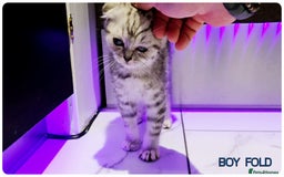 Scottish Fold cats for sale: Scottish Fold Kittens ( Delivery  available) - Image 10