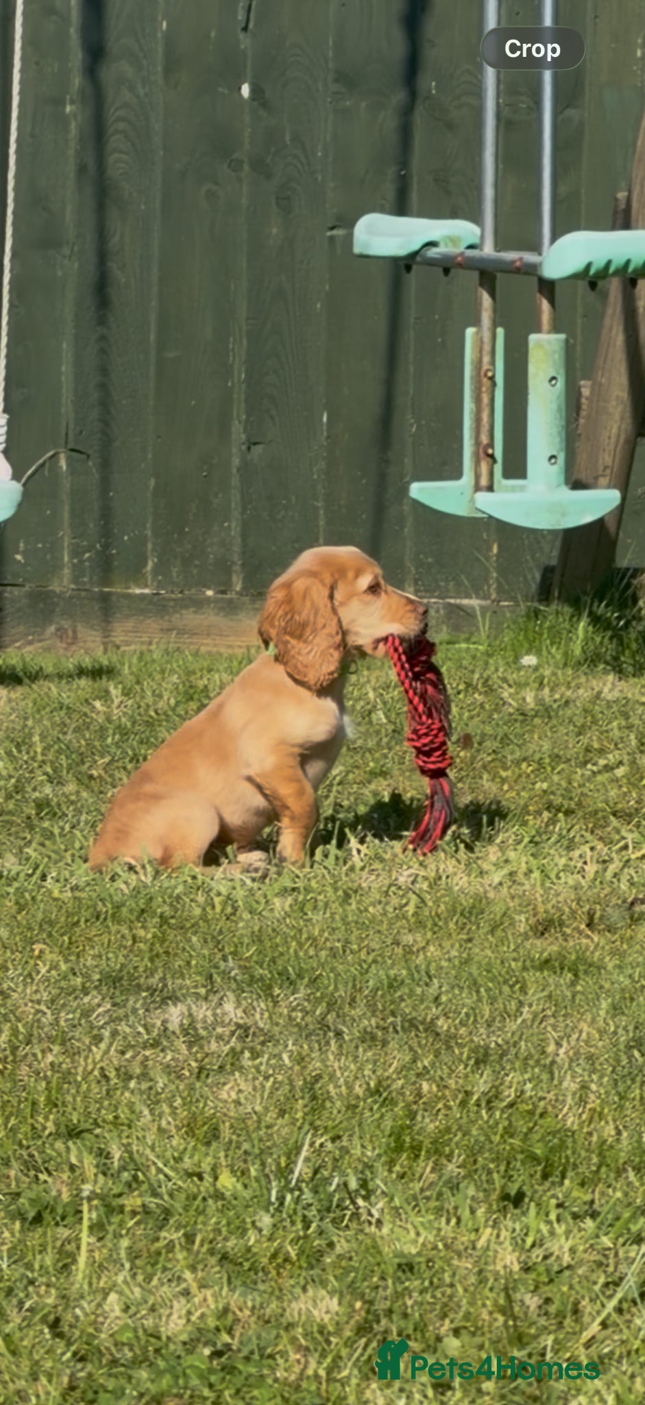 Cocker Spaniel dogs 1 Gorgeous Lemon Boy Left  - Advert 6