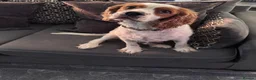 Mixed Breed dogs for sale: 7 beautiful cockalier/springer puppies for sale  in Cheltenham - Advert 1