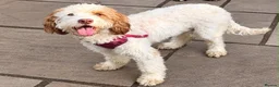 Cockapoo dogs for sale: Absolutely beautiful girl - Advert 24