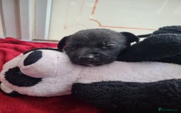 Mixed Breed dogs for sale: Beautiful litter of labrastaffs/staffadors - Image 2
