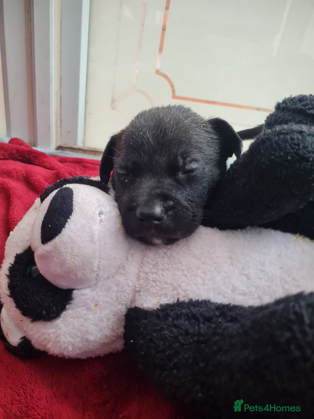 Mixed Breed dogs for sale: Beautiful litter of labrastaffs/staffadors - Image 2