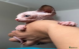Sphynx cats for sale: Amazing kitten looking for family  - Image 2