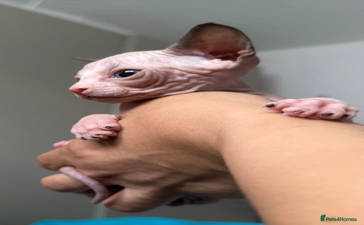 Sphynx cats - Advert 7