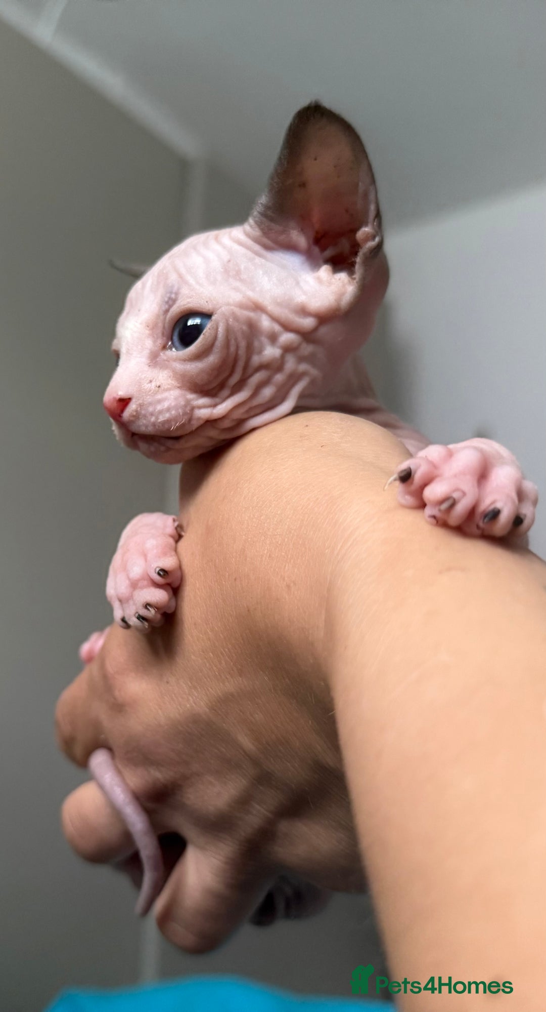 Sphynx cats for sale: Amazing kitten looking for family  - Image 2