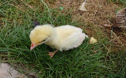 Peafowl poultry for sale: 3 Pea Chicks - Image 2
