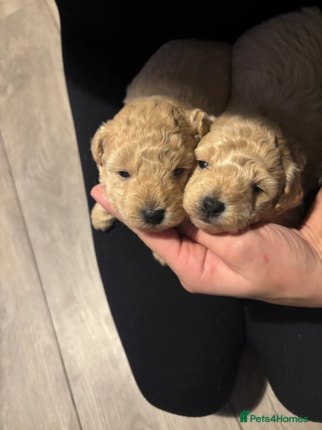 Poochon dogs for sale: Beautiful Poochon Puppies  - Advert 7