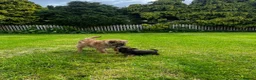 Border Terrier dogs for sale: PEDIGREE BORDER TERRIER PUPPIES  - Advert 1