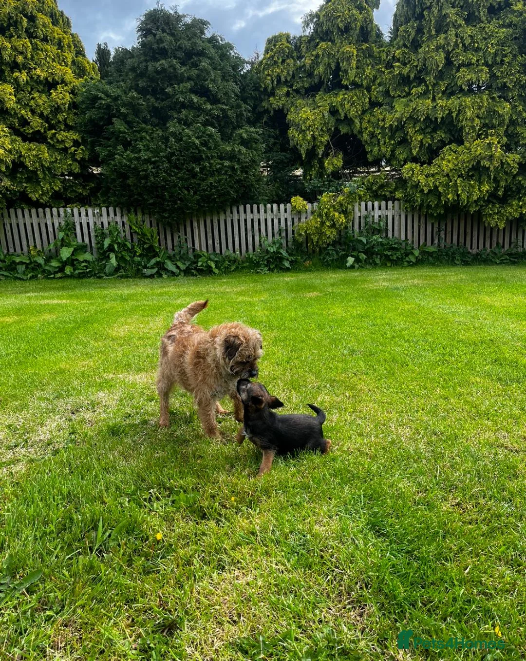 Border Terrier dogs for sale: PEDIGREE BORDER TERRIER PUPPIES  - Advert 1