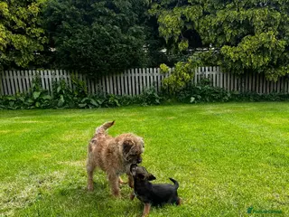 Border Terrier dogs PEDIGREE BORDER TERRIER PUPPIES - Advert 10